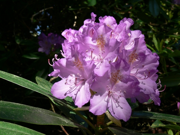 Bois des Moutiers (234) Mai 2012